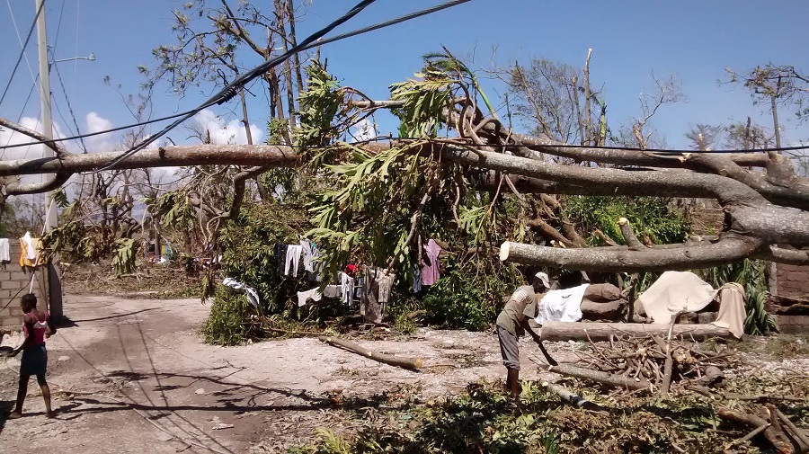 A large tree lies on its side, blocking a road in Les Cayes, Haiti. Photo by Julien Mulliez for DFID